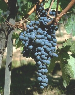 Chilean Grape Juice