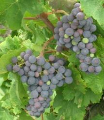 Chilean Grape Juice