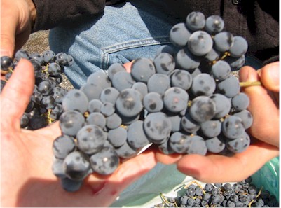 Chilean Grape Varieties