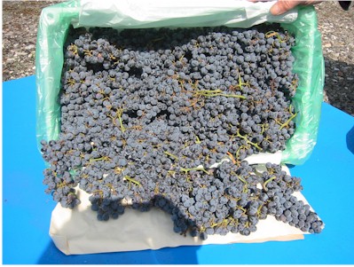 Chilean Grape Varieties