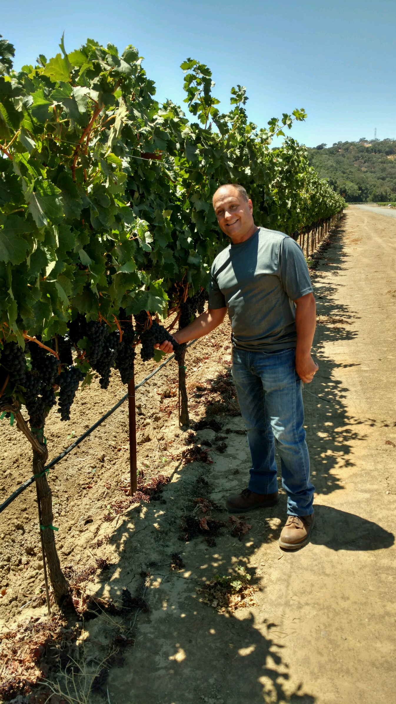 Michael Pinto of Gino Pinto inspecting the Barbera wine grapes in the L.M.P vineyard in the Suisun Valley.