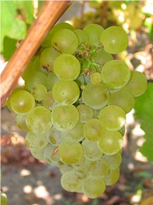 Chilean Grape Juice