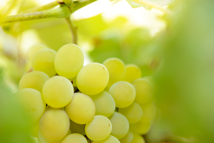 wine grapes