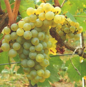 Chilean Grape Juice