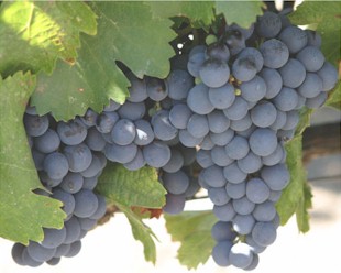 Chilean Grape Juice