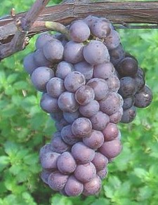 Chilean Grape Juice