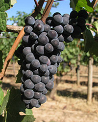 Chilean Grape Juice