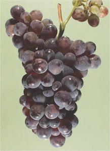 California Grape Juice