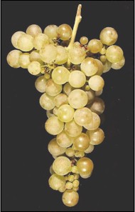 Chilean Grape Juice