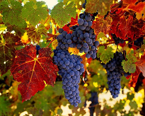 wine grapes