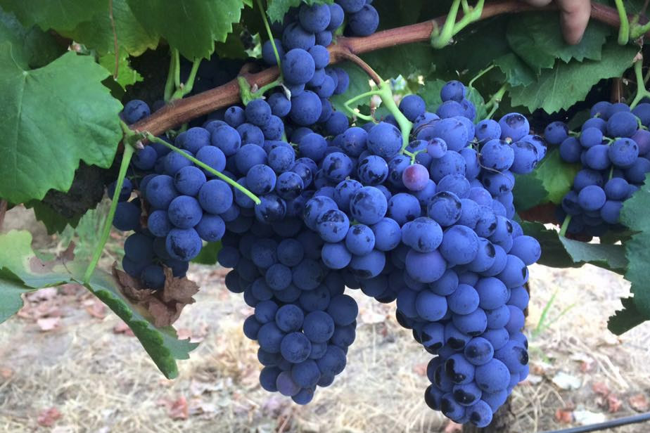 Wine Grapes