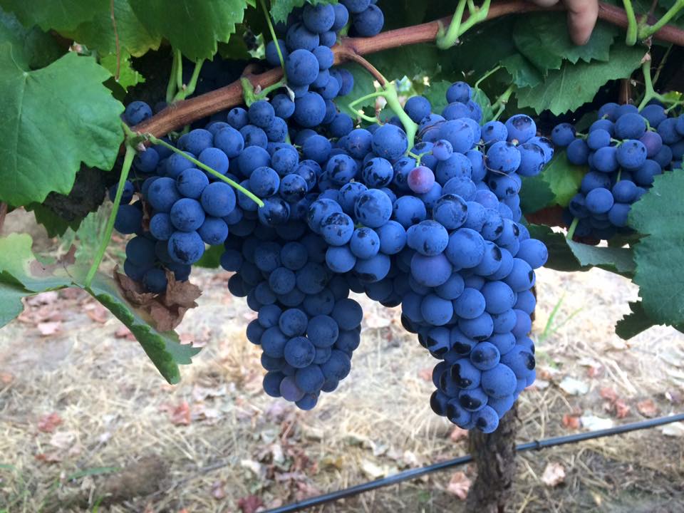 wine grapes