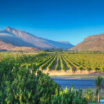 South African Wine Grapes