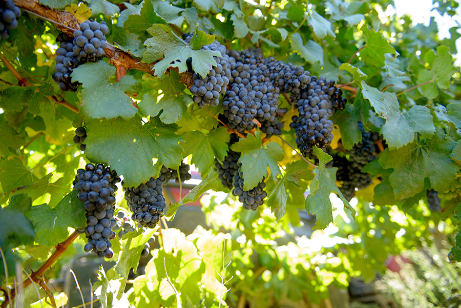 South African Wine Grapes