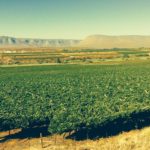 South African Wine Grapes